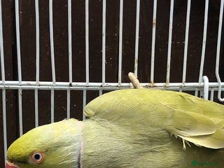 Ringnecks birds Stunning male Indian ringneck - Advert 1