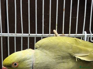 Ringnecks birds Stunning male Indian ringneck - Advert 6