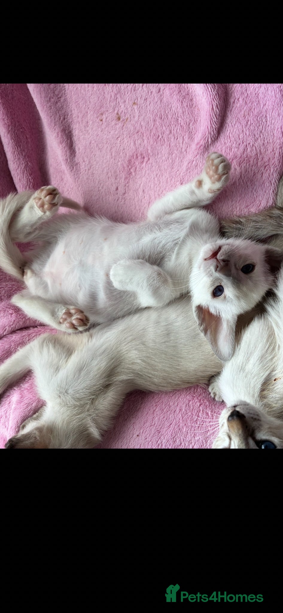 Siamese cats Beautiful adoring Siamese babies - Advert 1