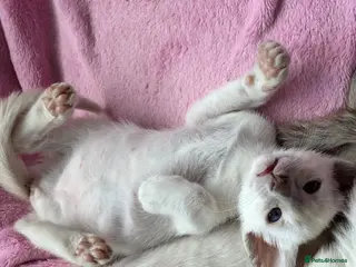 Siamese cats Beautiful adoring Siamese babies - Advert 6