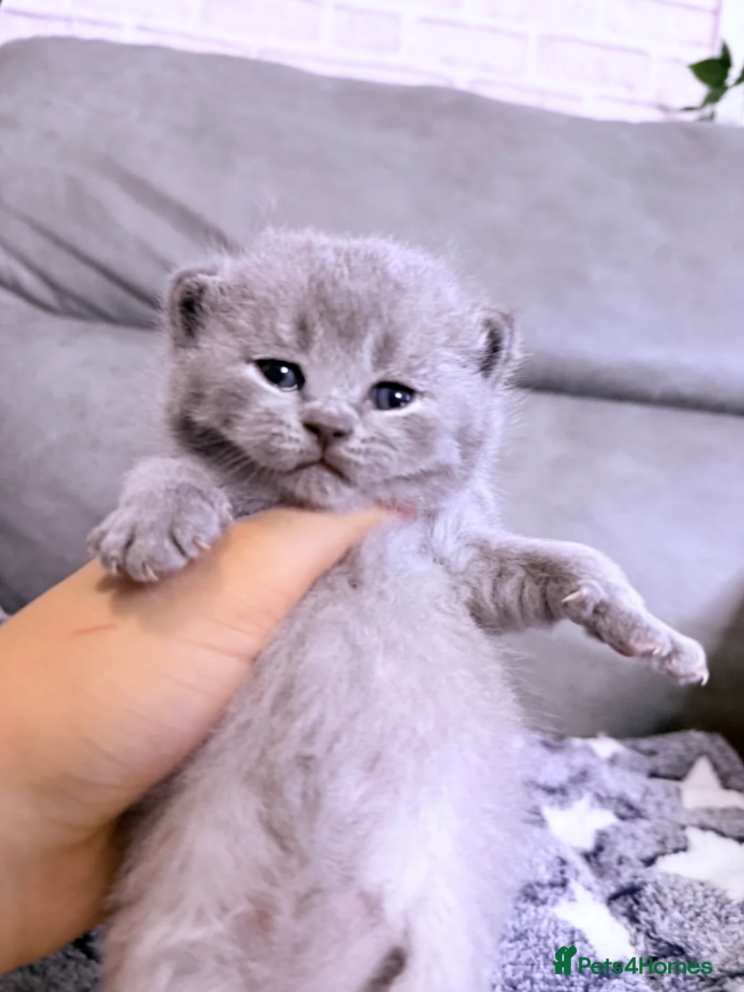 British Shorthair cats for sale: 100% Pure Pedigree Champion line Bsh Reg. Kittens - Advert 8
