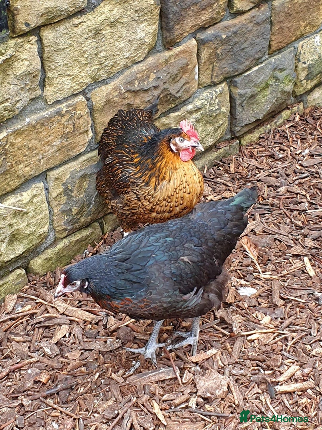 Chickens poultry for sale: Chickens for sale  - Advert 9