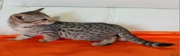 Savannah cats for sale: Highly spotted Savannah kittens  - Advert 3