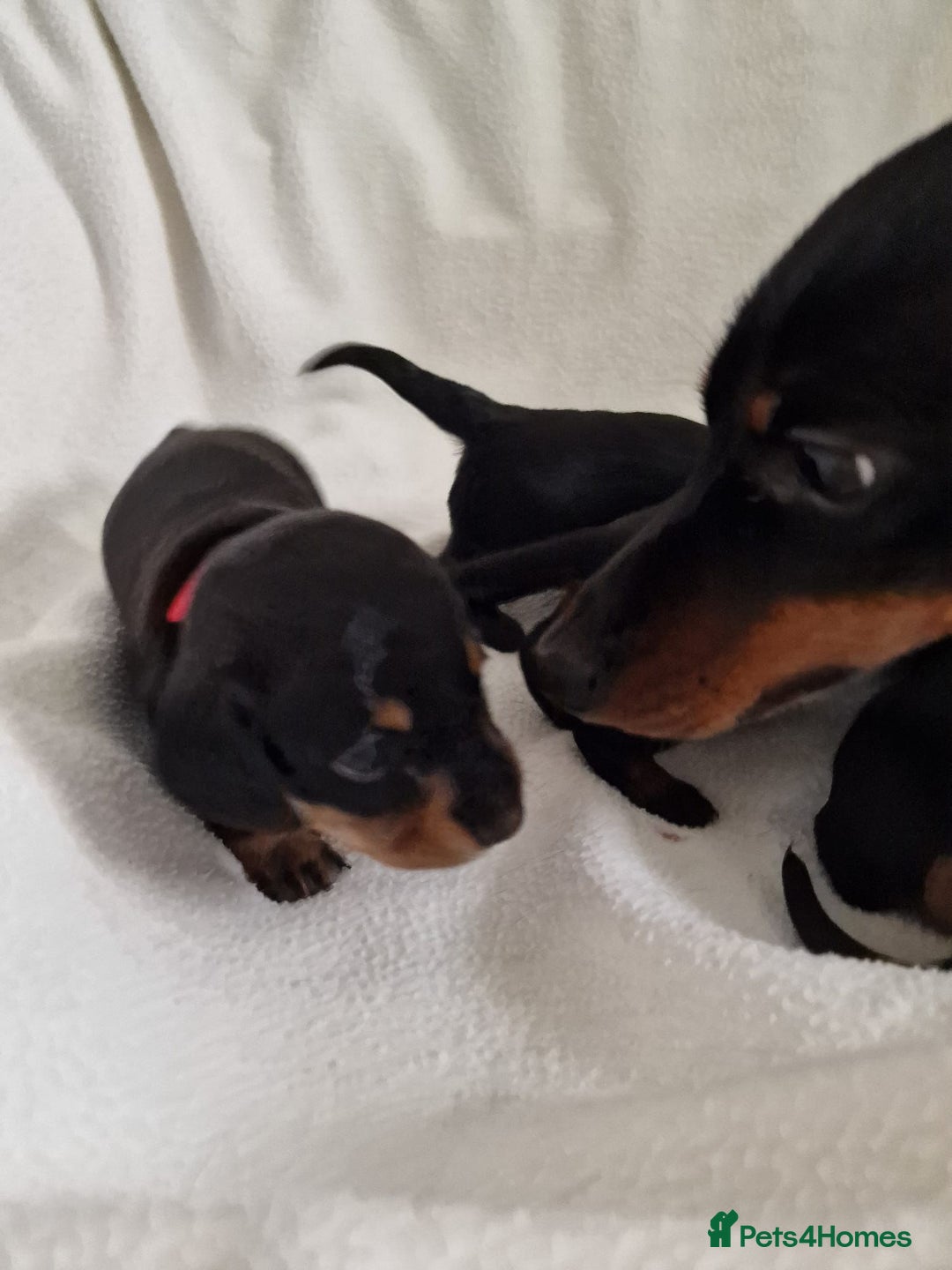 Miniature Dachshund dogs for sale: Beautiful black & tan miniature Dachshund puppies - Image 14