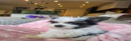 Biewer Terrier dogs for sale: Miniature Biewer terrier 10 weeks old  in Virginia Water - Advert 3