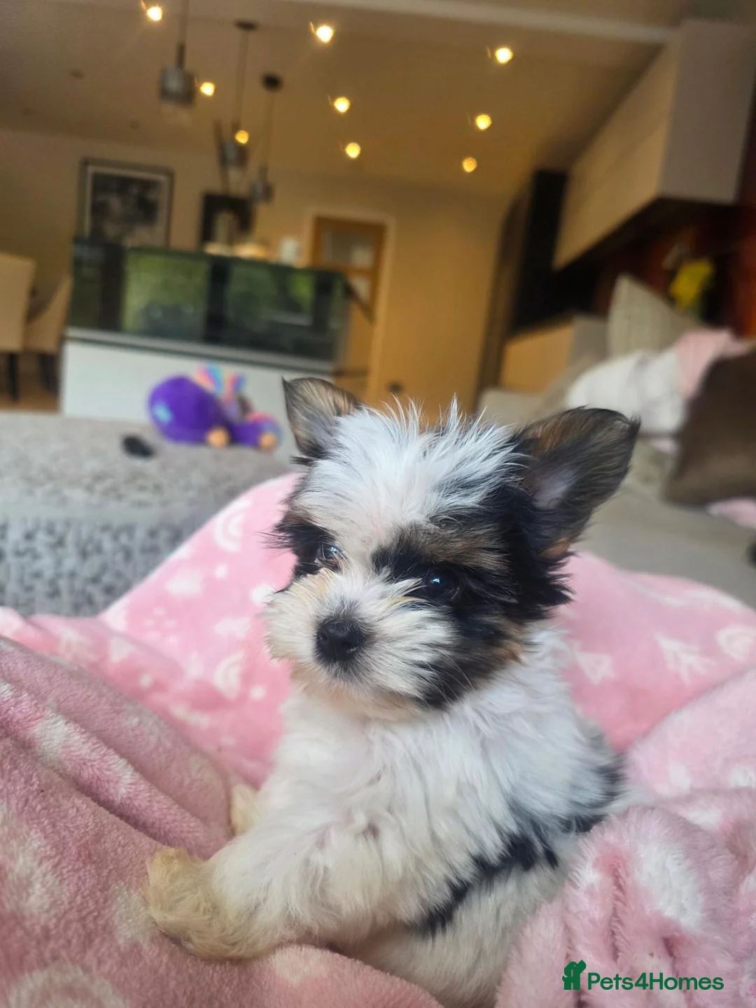 Biewer Terrier dogs for sale: Miniature Biewer terrier 10 weeks old  in Virginia Water - Advert 3