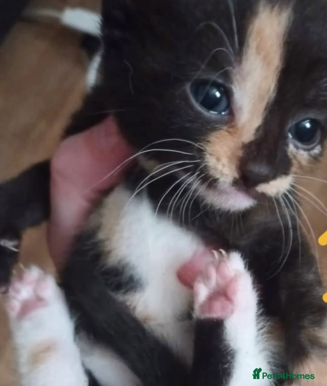 Mixed Breed cats for sale: Beautiful litter of kittens playful & friendly in Liverpool - Advert 7