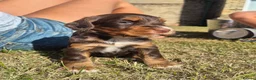 Cocker Spaniel dogs for sale: Kc registered working cockers - Advert 9