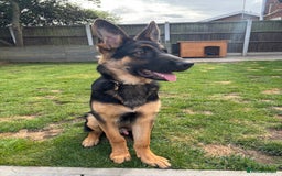 German Shepherd dogs for sale: 7 month old German shepherd. - Image 7