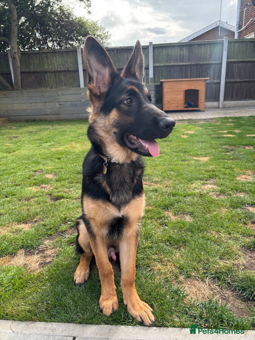 German Shepherd dogs for sale: 7 month old German shepherd. - Image 7