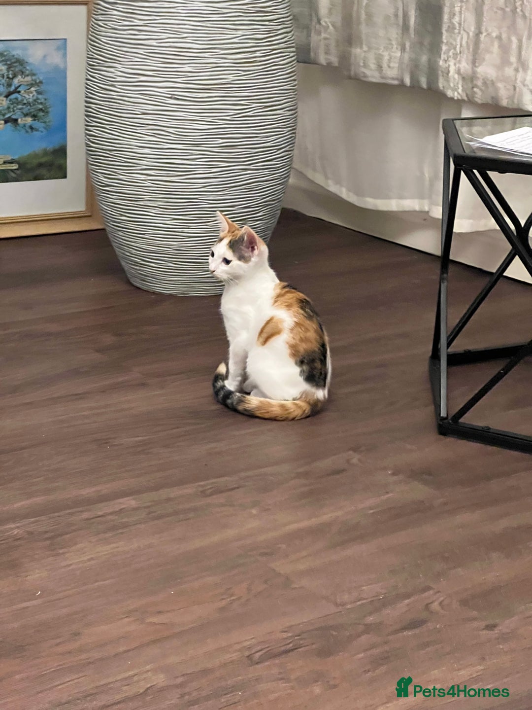 Mixed Breed cats for sale: Cute mixed Bengal kittens  - Advert 2