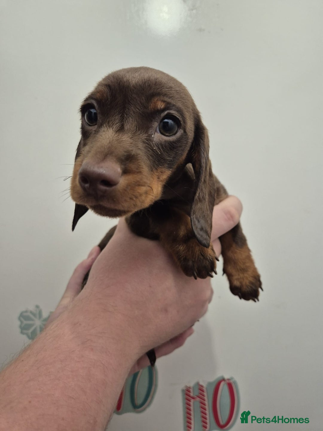 Miniature Dachshund dogs for sale: Miniature dashound in Y Felinheli - Image 10