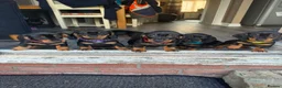 Dachshund dogs for sale: Black & Tan Standard Smooth Dachshund Puppies - Advert 6