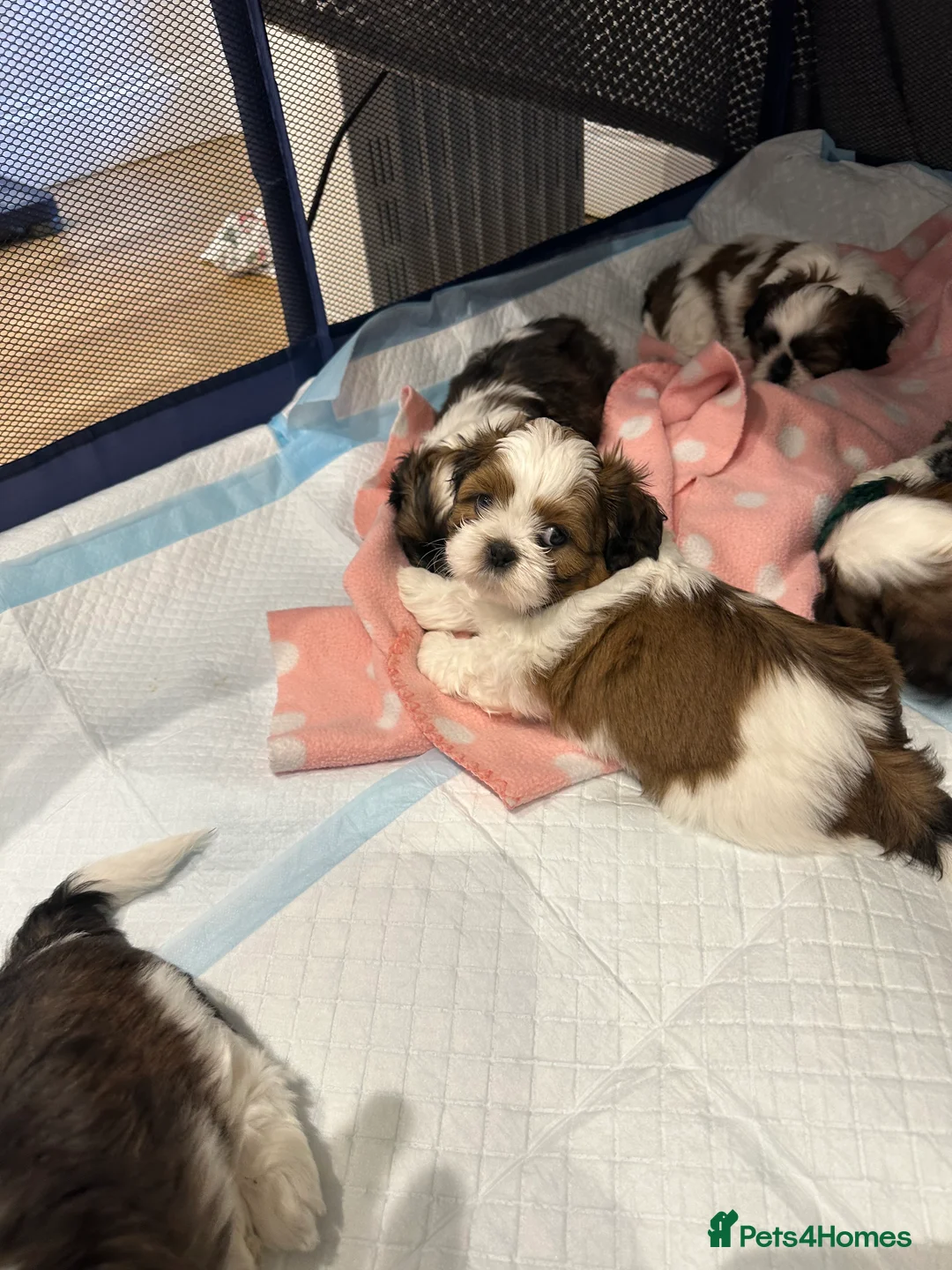 Shih Tzu dogs for sale: Shih Tzu puppies  - Advert 10