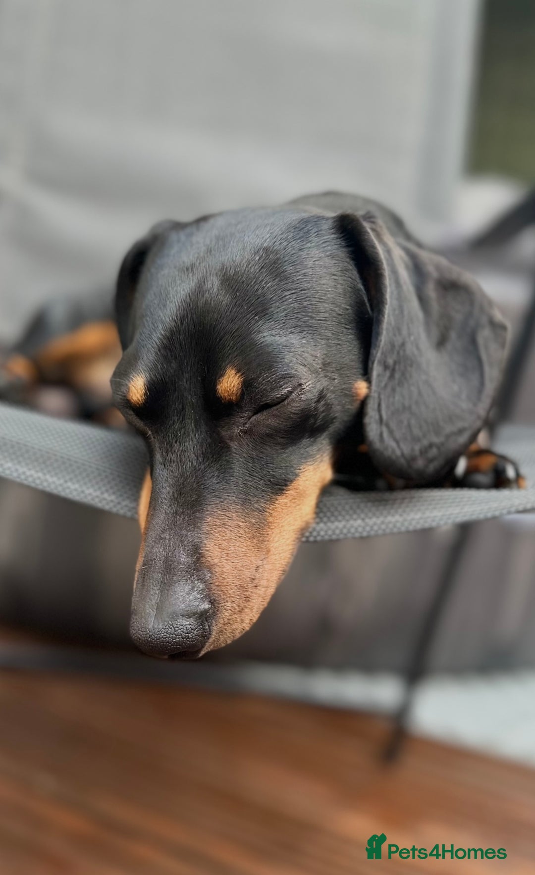 Dachshund dogs for stud: Dachshund for stud  in Heywood - Image 5