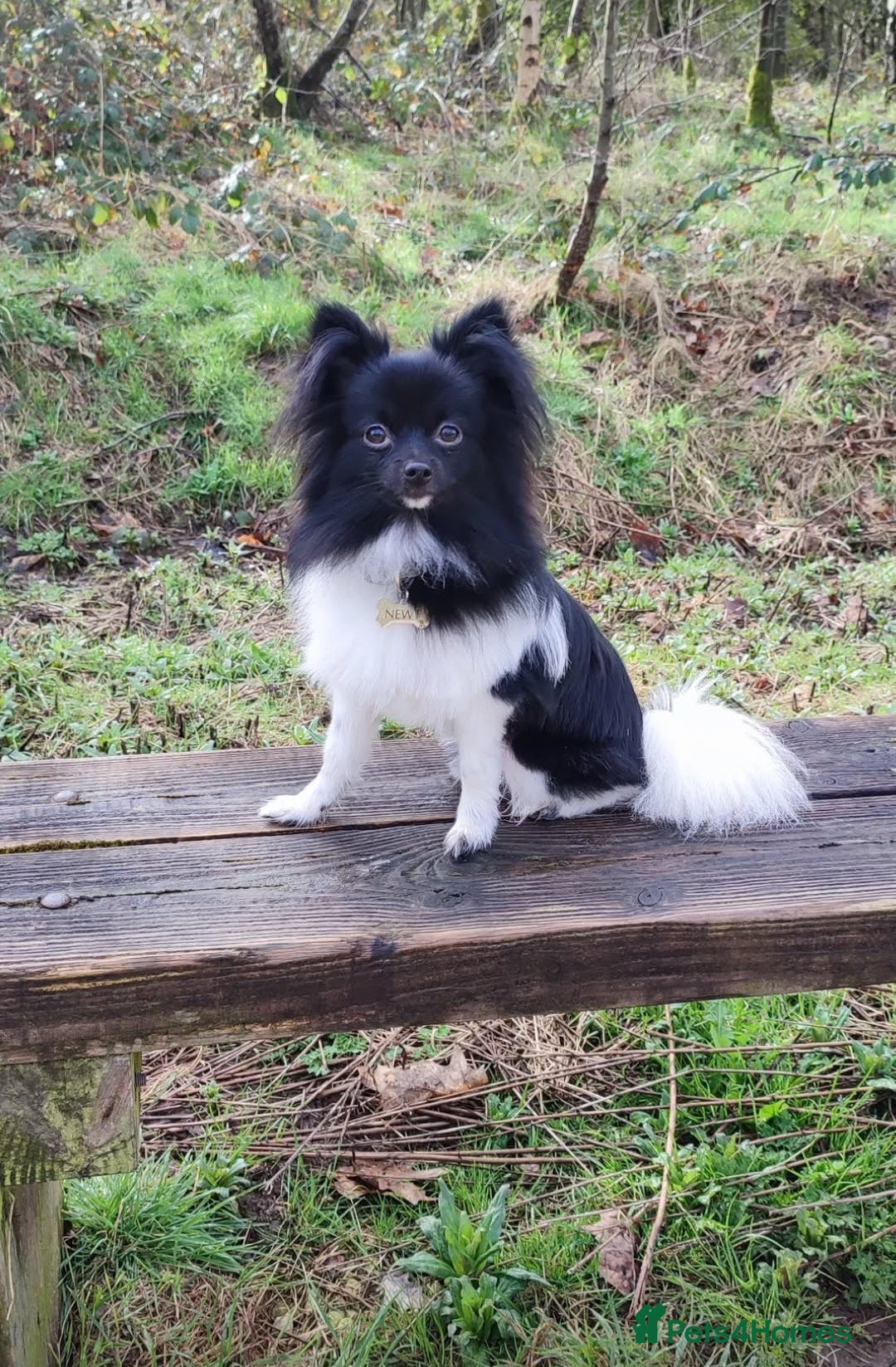 Pomchi dogs for stud: Pomchi Male For Stud in Nottingham - Image 3