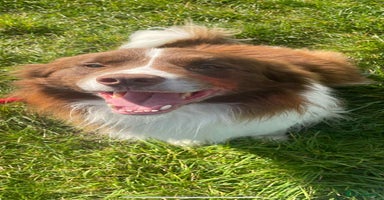 Border Collie dogs - Advert 2