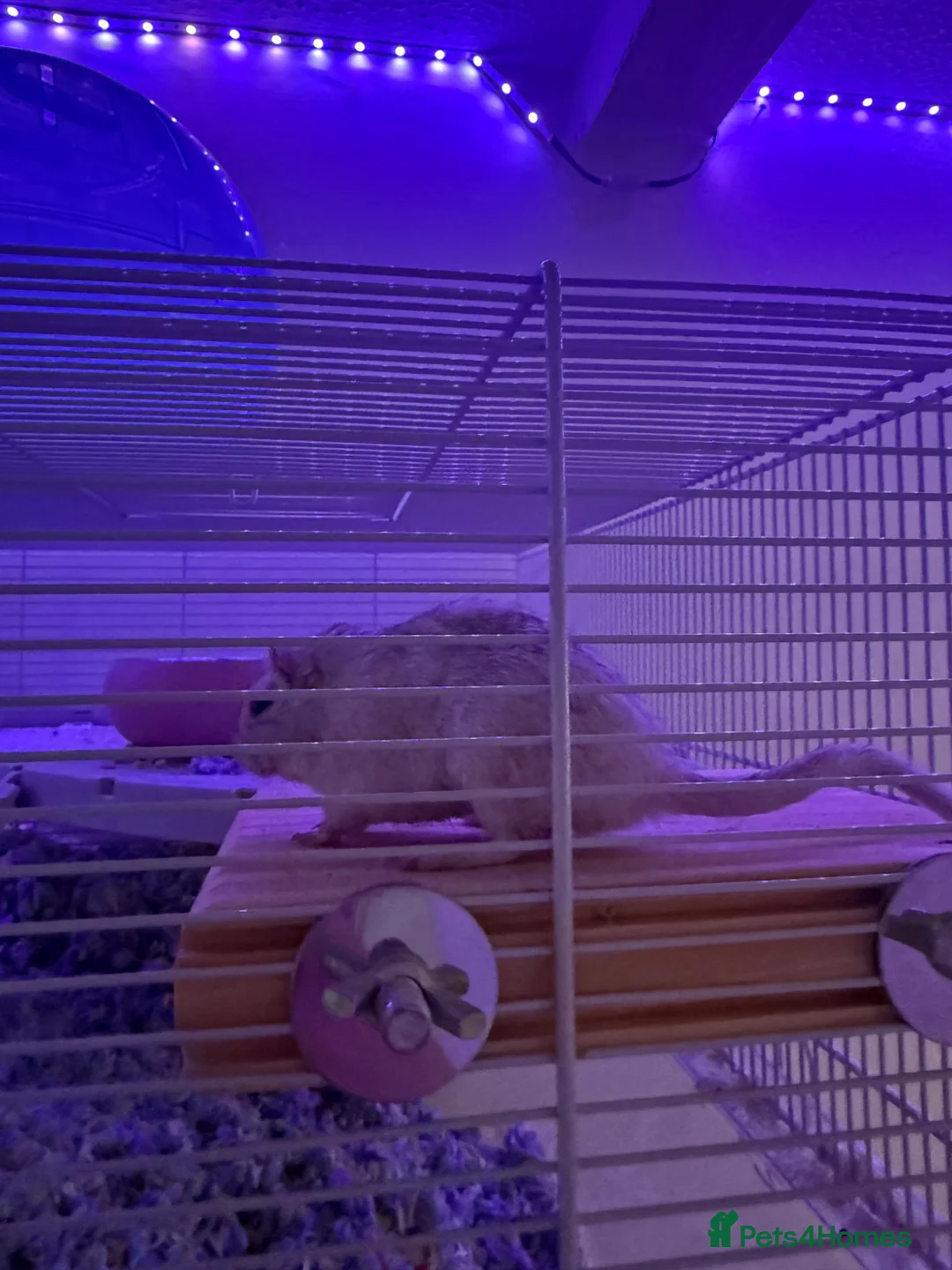 Gerbil rodents for sale: 2 Female Gerbils for Sale in Crawley - Advert 4