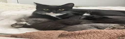 Mixed Breed cats for sale: Black mixed breed female kitten  in Newcastle upon Tyne - Advert 2