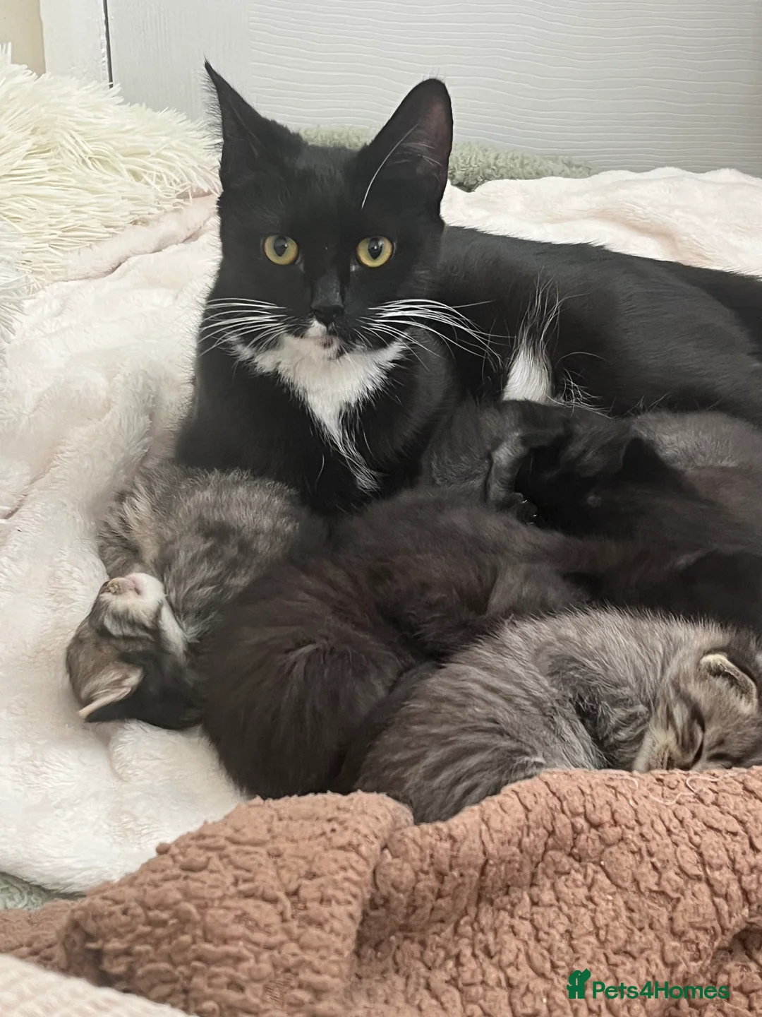 Mixed Breed cats for sale: Black mixed breed female kitten  in Newcastle upon Tyne - Advert 2