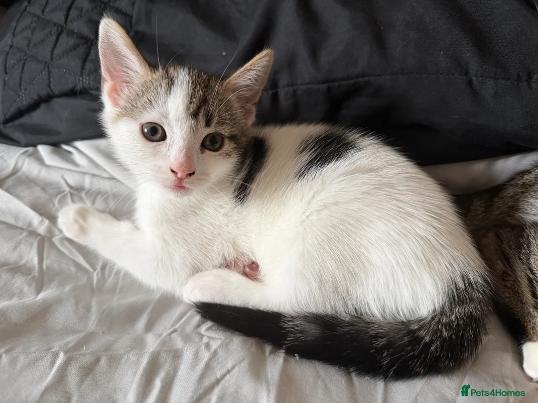 Mixed Breed cats for sale: 1 Male Bengal x Kitten Left Available  - Advert 12