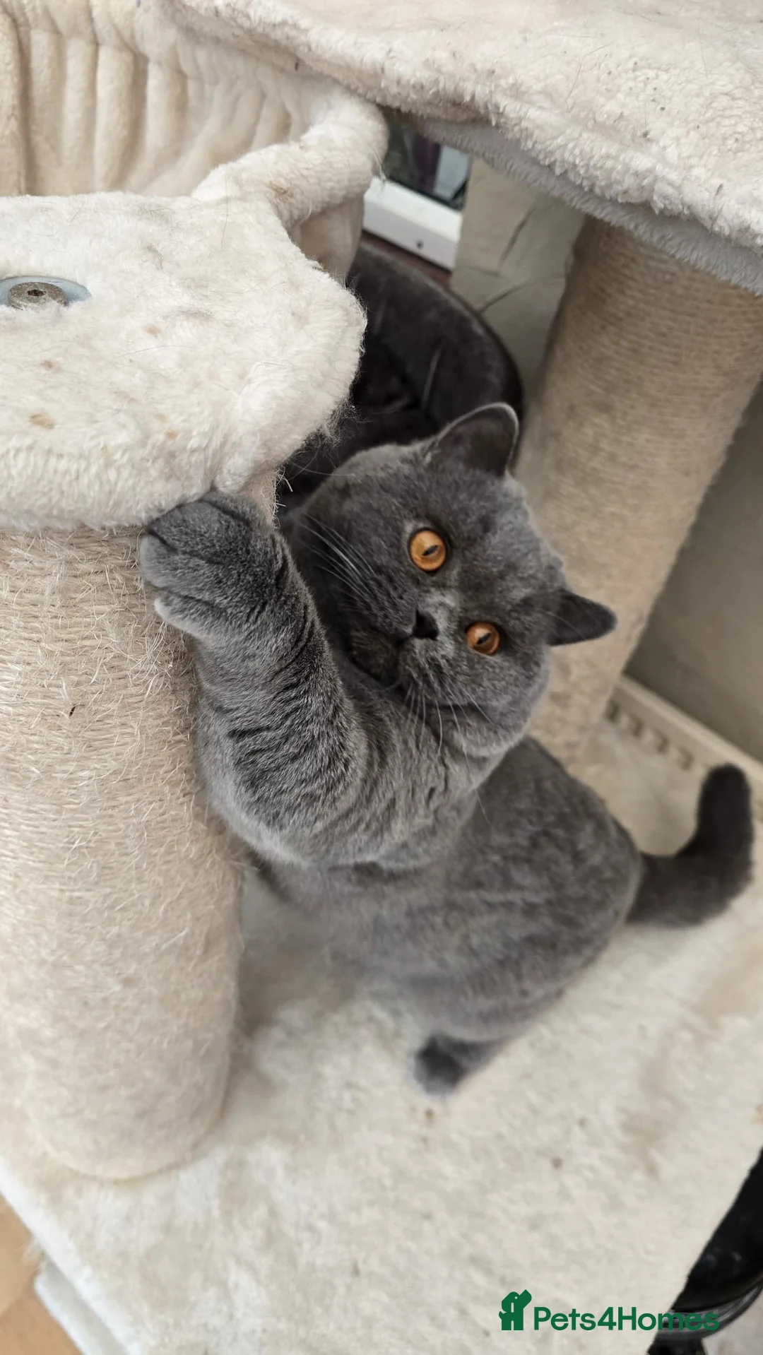 British Shorthair cats for sale: LAST 1 REMAINING BSH TICA KITTENS - Advert 6