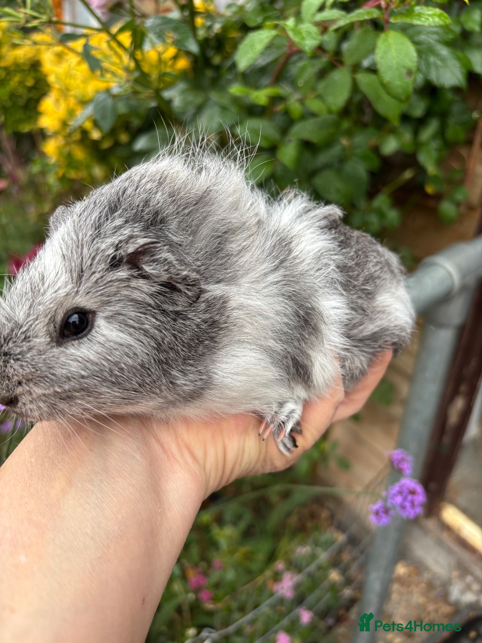 Guinea Pig rodents Gorgeous baby Guinea pigs for sale - Advert 23