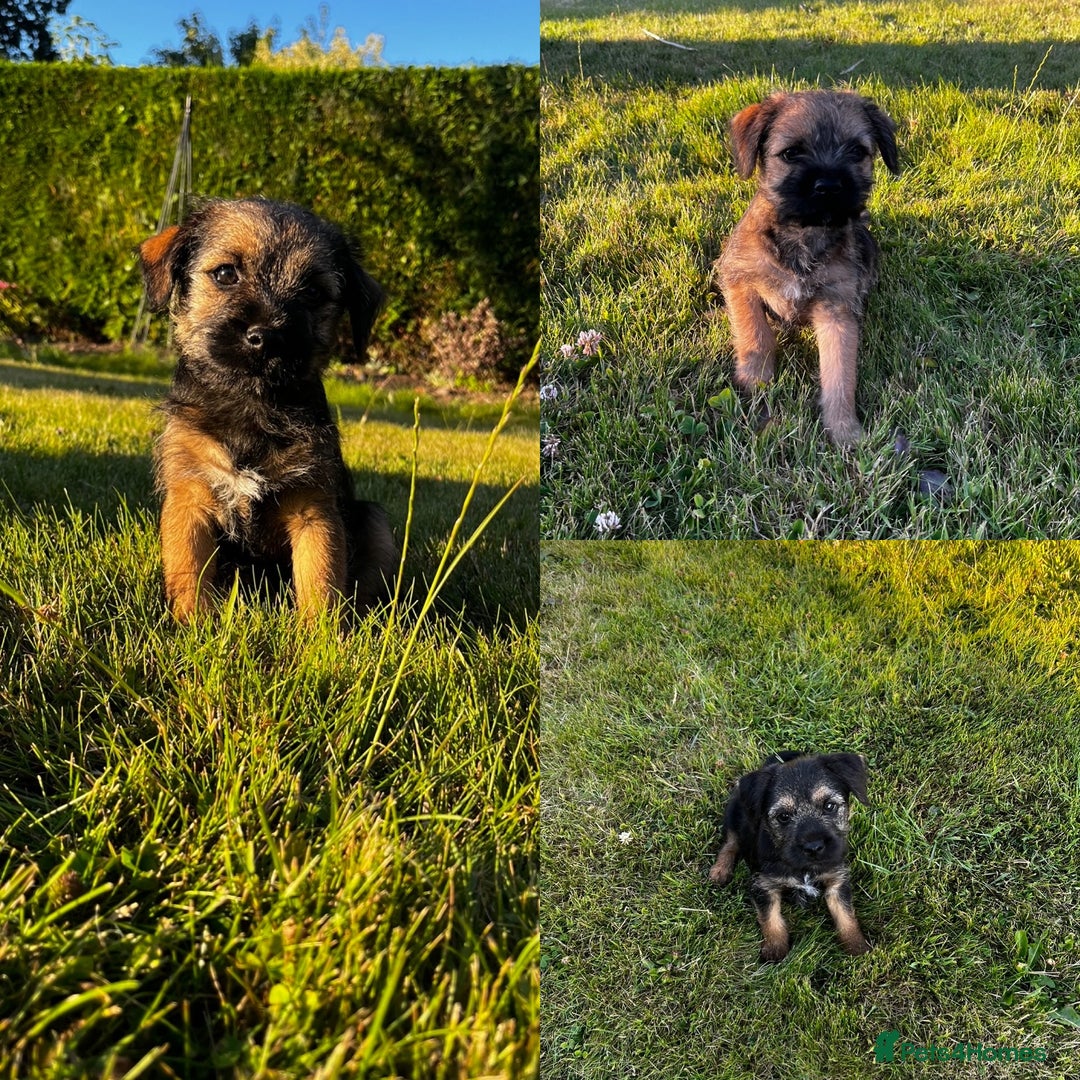 Border Terrier dogs for sale: Pedigree border terrier puppies  - Image 1