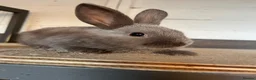 Mixed Breed rabbits for sale: Bunnies  - Advert 9