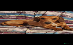 Dachshund dogs for sale: Dachshund x jack Russell puppies  - Image 11