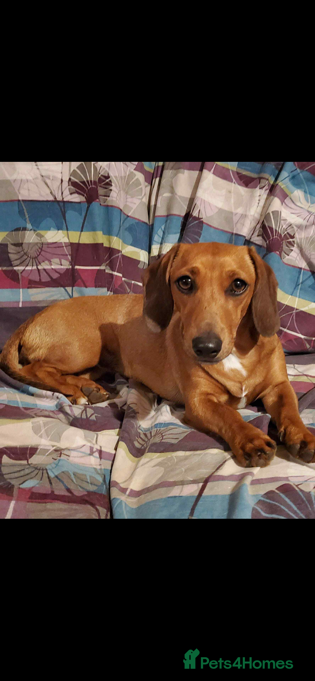 Dachshund dogs for sale: Dachshund x jack Russell puppies  - Image 11
