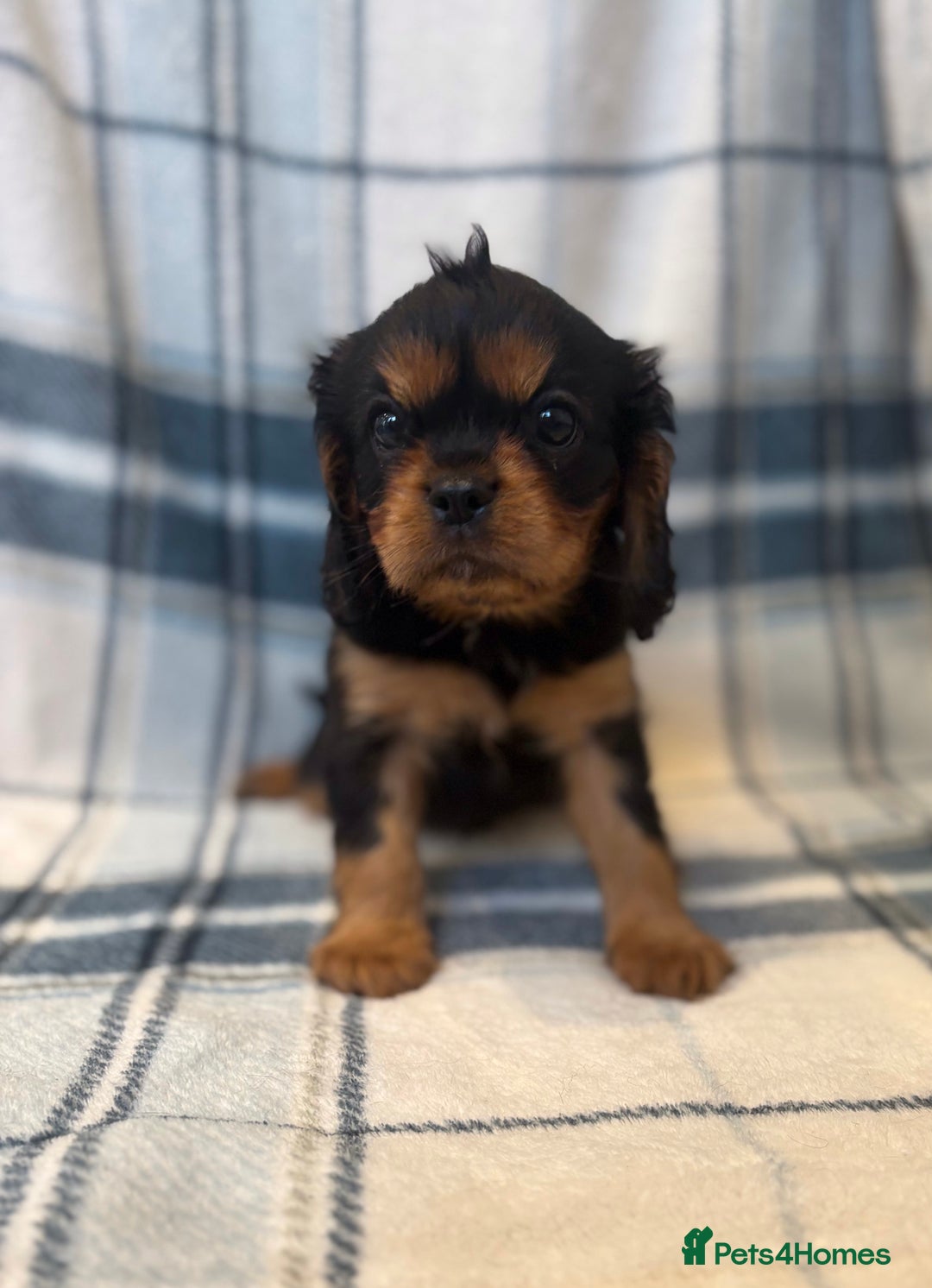 Cavalier King Charles Spaniel dogs for sale: 4 stunning B&t chocolate carrier cavaliers - Image 10