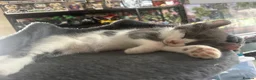 Mixed Breed cats for sale: Last gorgeous girl!! Ready to leave now  - Advert 22