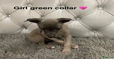 Mixed Breed dogs Italian greyhound  - Advert 2
