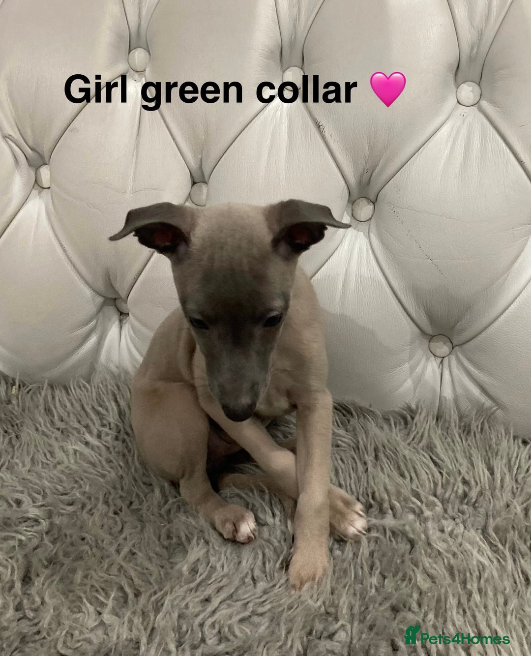 Mixed Breed dogs for sale: Italian greyhound  - Advert 2