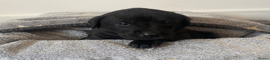 Labrador Retriever Puppy 1