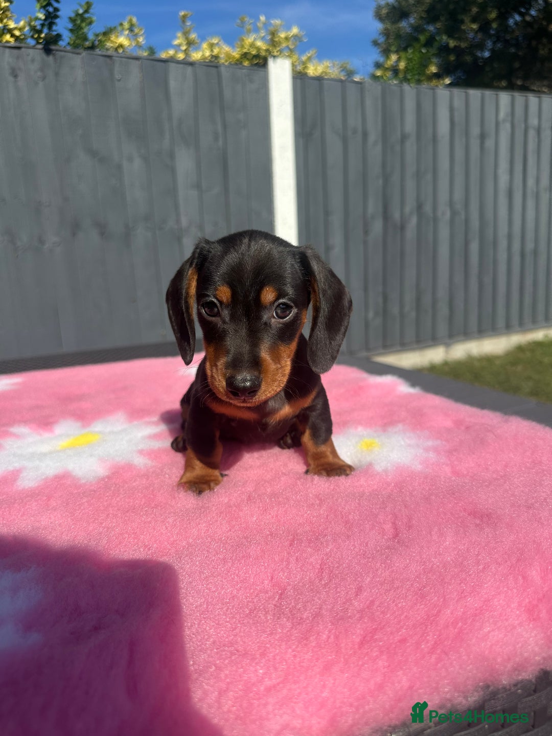 Miniature Dachshund dogs for sale: MINIATURE DACHSHUNDS REDUCED!! - Image 9