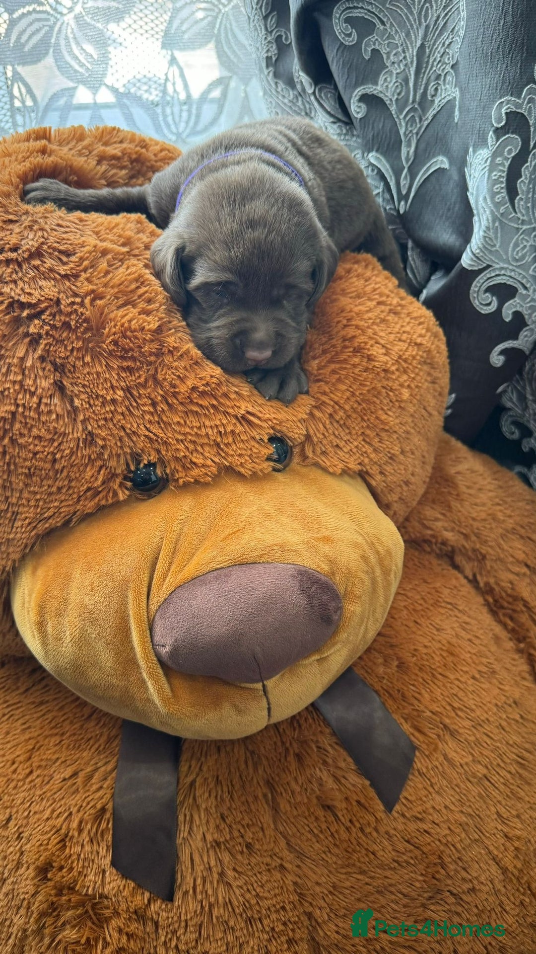 Labrador Retriever dogs for sale: beautyfull pedigree labrador - Image 15