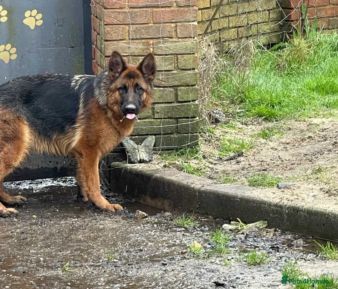 German Shepherd dogs for sale: German shepherd female x 2 - breeding g contract  - Advert 3