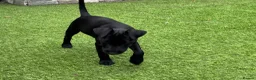Patterdale Terrier dogs for sale: Frankie in Wallasey - Advert 6