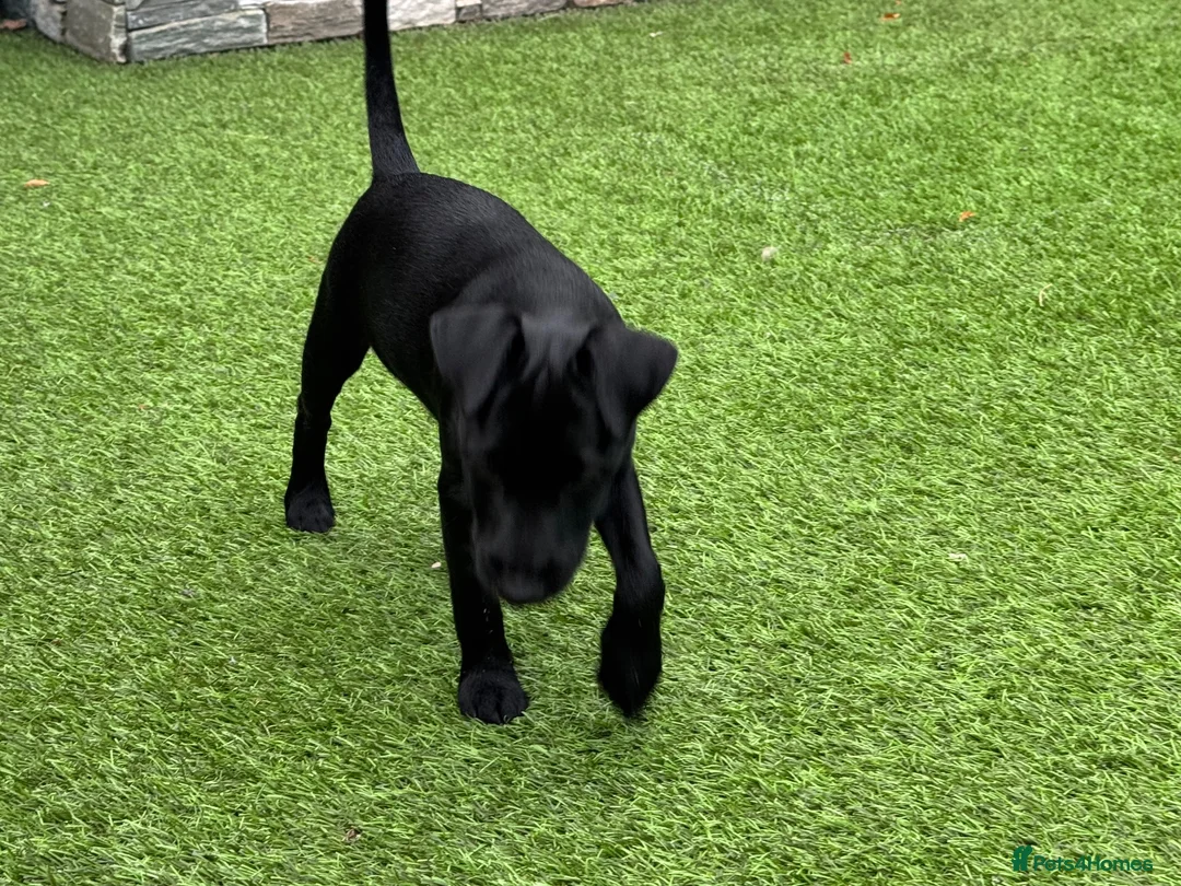 Patterdale Terrier dogs for sale: Frankie in Wallasey - Advert 6