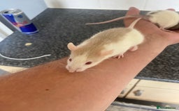 Rat rodents for sale: Pet rats - Image 4