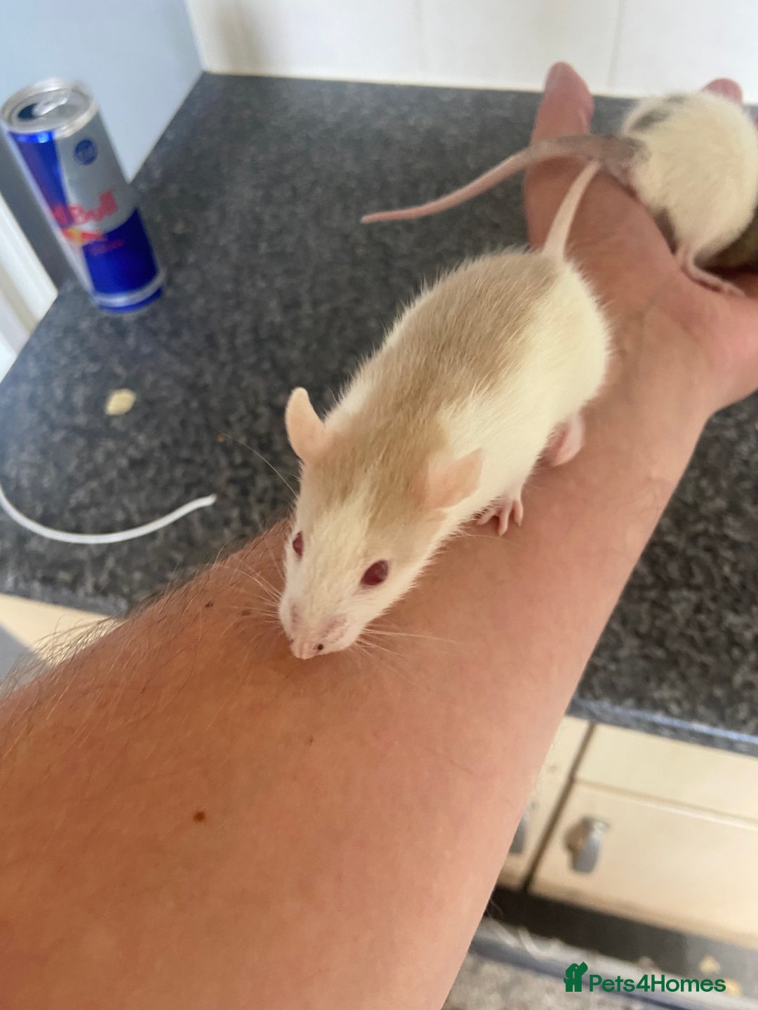 Rat rodents for sale: Pet rats - Image 4