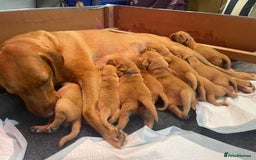 Labrador Retriever dogs for sale: KC Registered Fox Red Labrador Puppies - Image 5