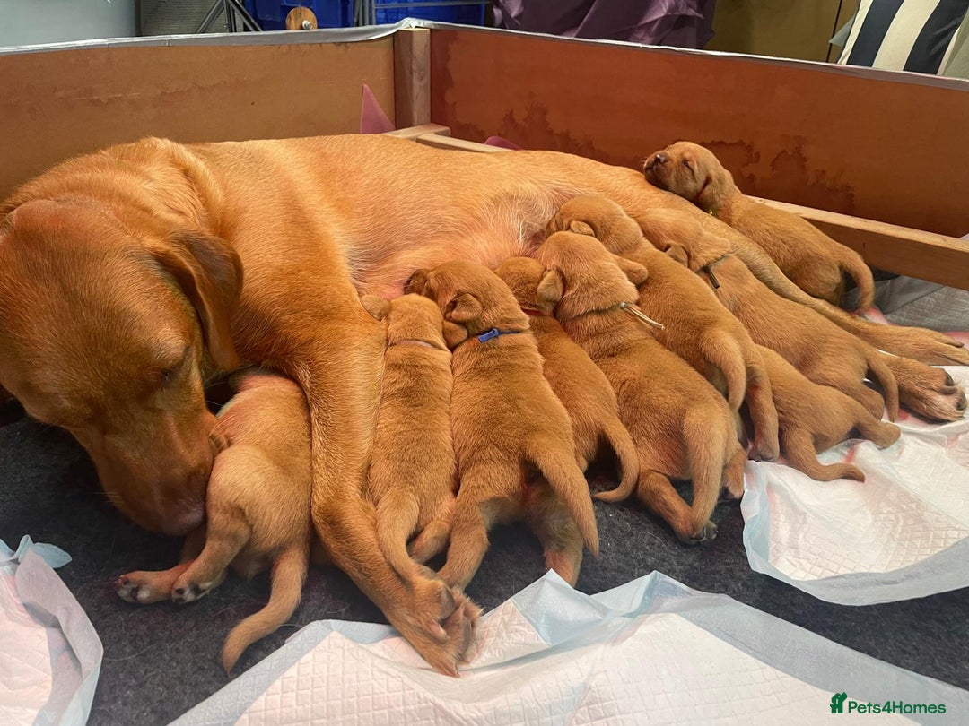 Labrador Retriever dogs for sale: KC Registered Fox Red Labrador Puppies - Image 5