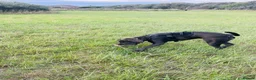 Cane Corso dogs for sale: Italian pure breed Cane Corso in Mablethorpe - Advert 5