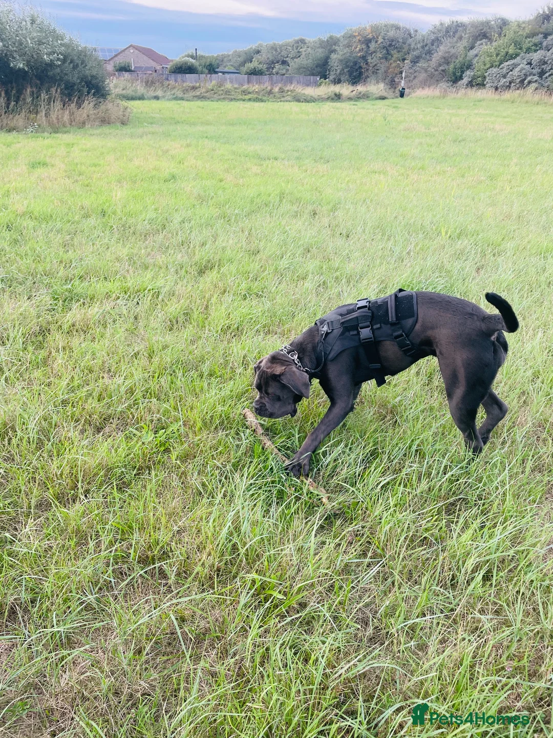 Cane Corso dogs for sale: Italian pure breed Cane Corso in Mablethorpe - Advert 5