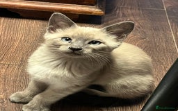 Oriental cats for sale: 5 STUNNING RAGAMESE KITTENS - Image 1