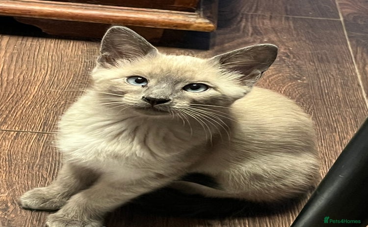 Oriental cats - Advert 1