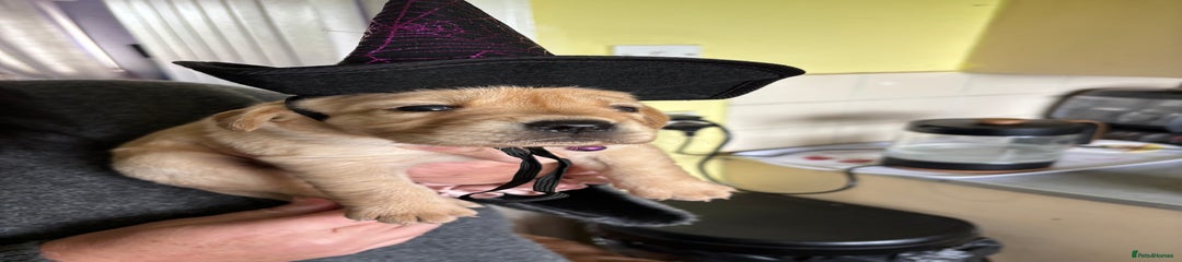 Goldador Puppy 8